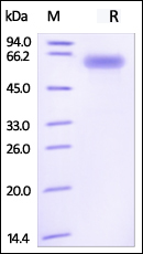 Biotinylated Human CD40, His Tag & Fc tag on SDS-PAGE  under reducing (R) condition. The gel was stained overnight with Coomassie Blue. The purity of the protein is greater than 95%.